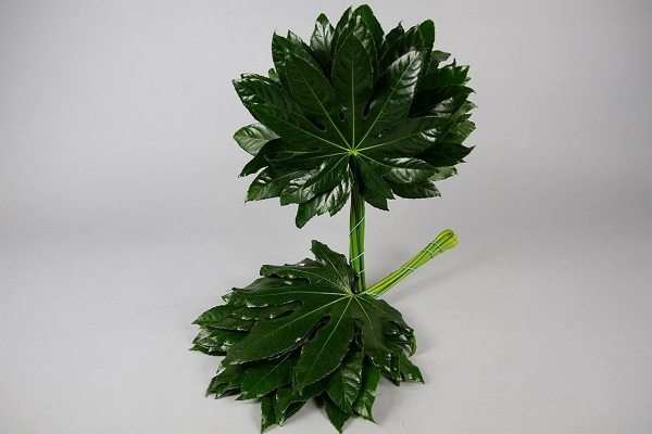 <h4>Leaf aralia Core</h4>