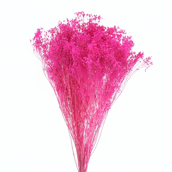 <h4>Dried Broom Bloom Cerise</h4>