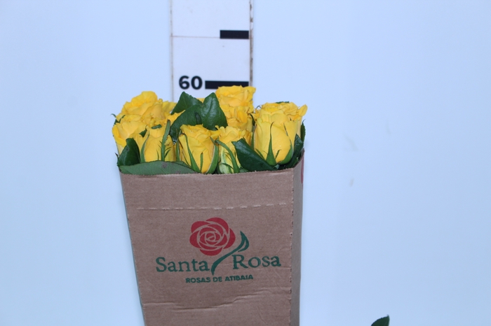 <h4>ROSA IMPACT 060 CM AMARELO ESTUFA</h4>