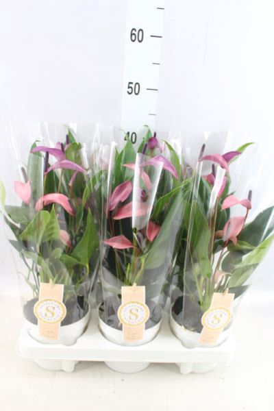 <h4>Anthurium  'Zizou'</h4>