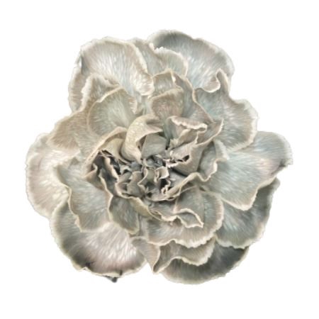 <h4>Di St Molly Polly</h4>