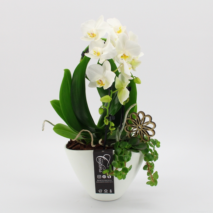 <h4>PHAL-23030 Phalaenopsis creatie</h4>