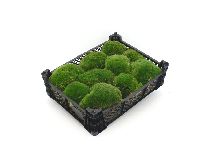 80-110 cm Freiland Mirtus Tarantina Myrte Ball Gesamthöhe ca