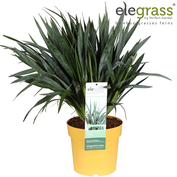 <h4>Dianella 'Blue Stream' P23</h4>