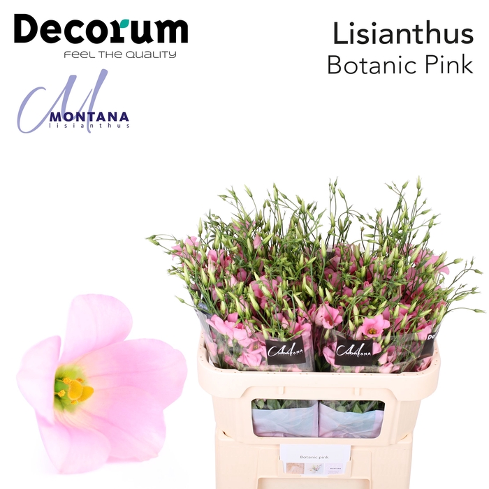 <h4>Lisianthus Botanic pink 75cm</h4>