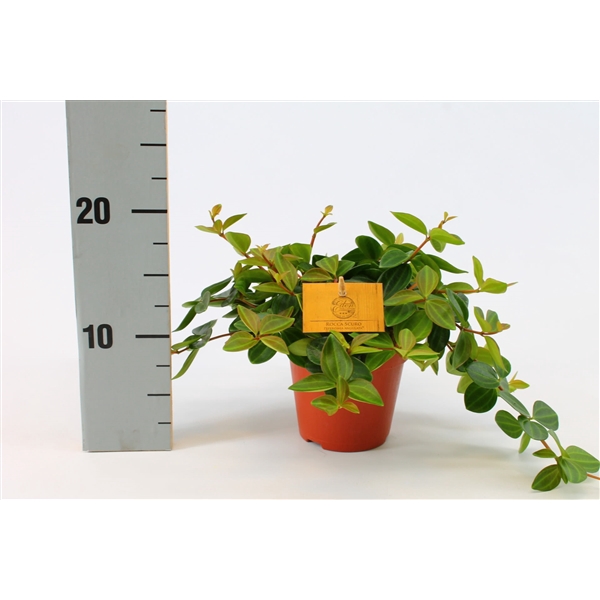 <h4>Peperomia Ang. Roc. Scuro 12cm</h4>