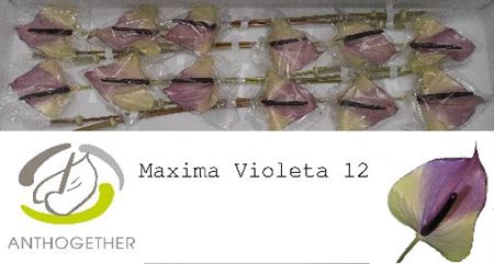 <h4>Anth A Max Violeta 12</h4>