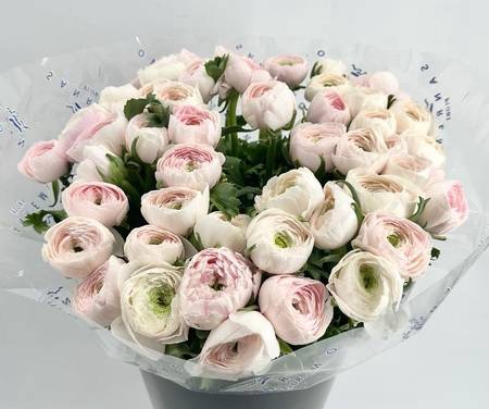 <h4>Ranunculus clooney hanoi</h4>