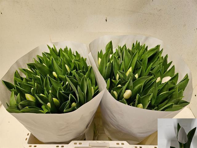 <h4>Tulipa si royal virgin</h4>