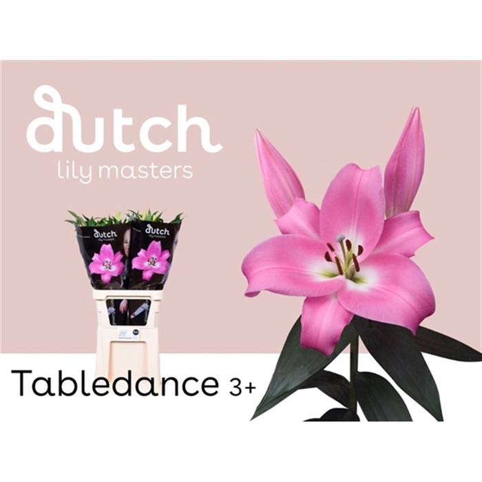 <h4>Li Ot Tabledance 3+</h4>