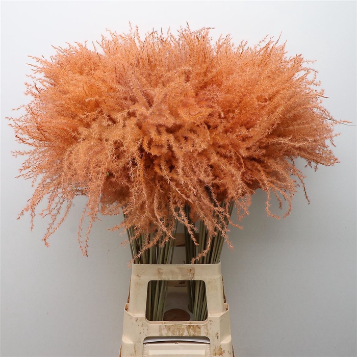 <h4>Dried Stipa Feather Salmon</h4>