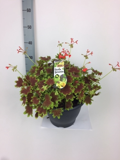 <h4>Pelargonium Zona. ...mix</h4>