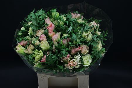 <h4>Anem Z Mistral L Pink</h4>