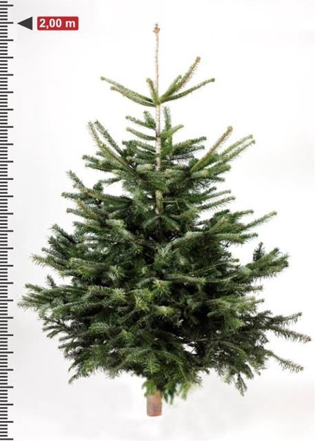 <h4>Abies nordman.</h4>