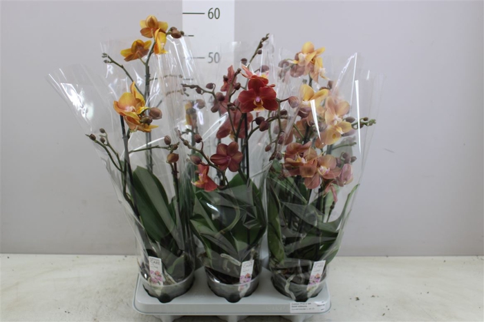 <h4>Phal Multifl Gold Mix 2 Tak</h4>