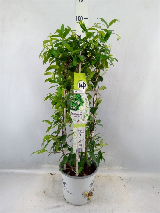 <h4>Trachelospermum Jasm.</h4>