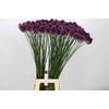 Allium Sphaerocephalon