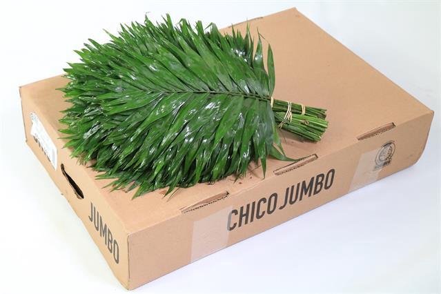 <h4>Leaf chico jumbo</h4>