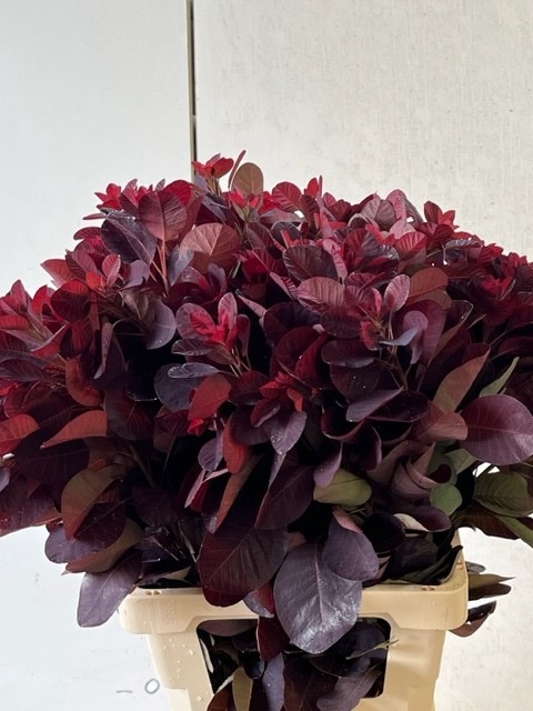 <h4>Cotinus royal purple</h4>