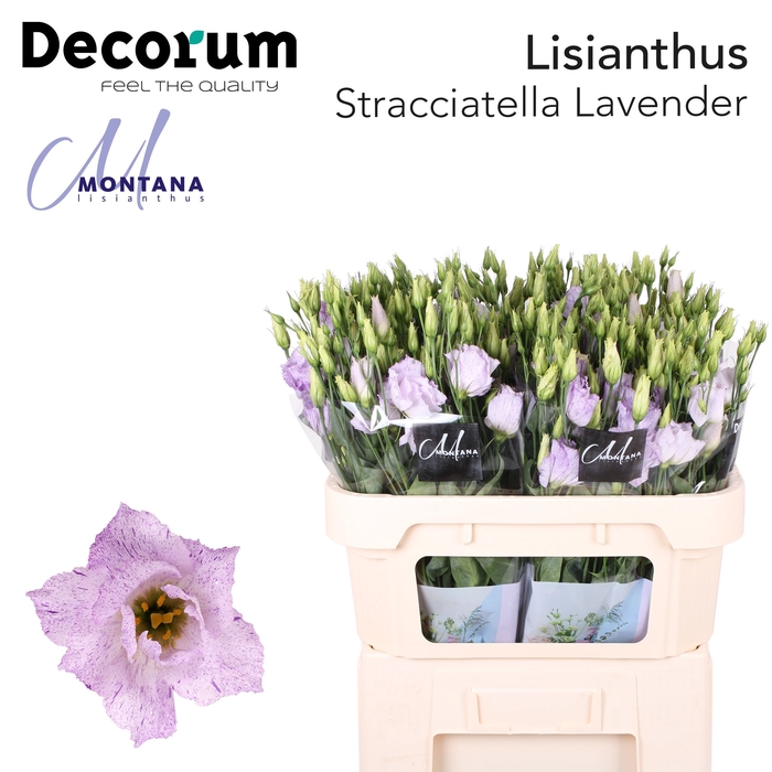 <h4>Lisianthus Stracciatella lavender 70cm</h4>