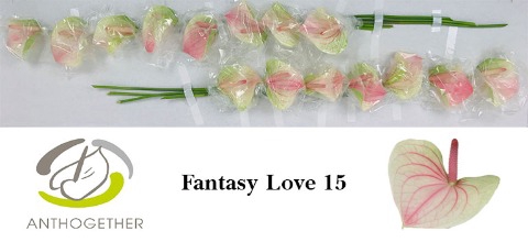 <h4>Anthurium love fantasy</h4>