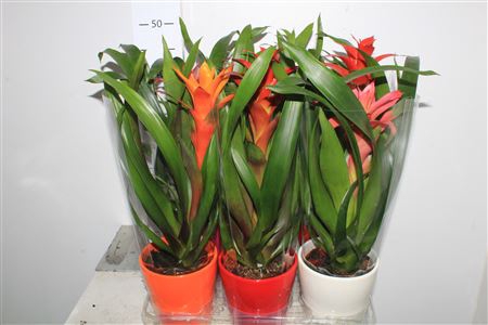 <h4>Guzm Gem Decopot</h4>
