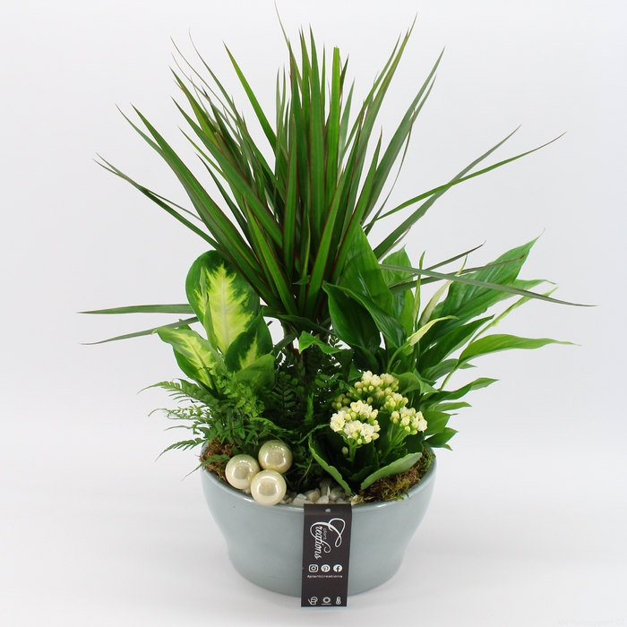<h4>BAXM-2311W Xmas Fundamentals</h4>