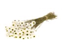 <h4>Acroclinium white</h4>