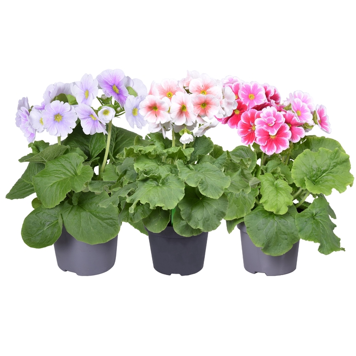 Primula Sweet Kisses Tweekleurig MixKAR zonder hoes