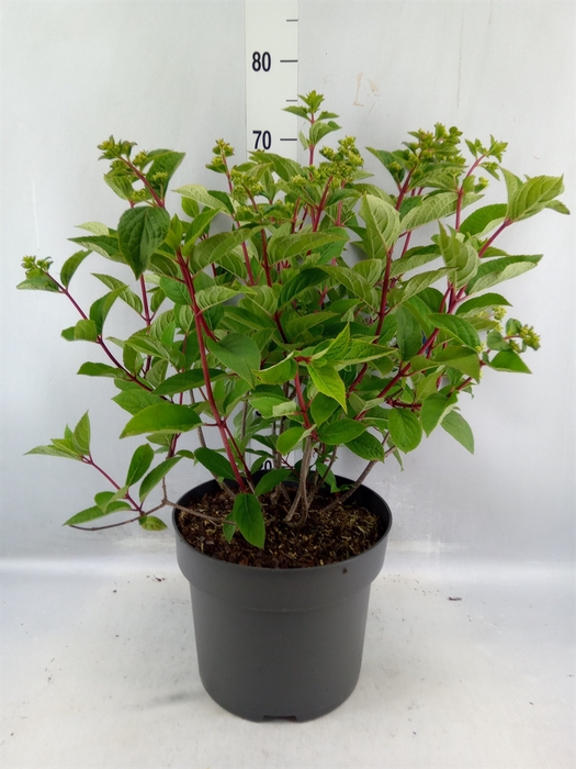 <h4>Hydrangea Pan.</h4>