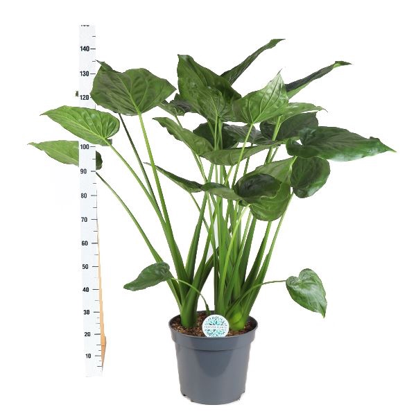 <h4>Alocasia cucullata</h4>