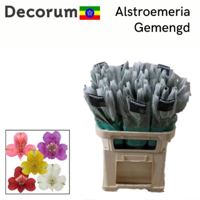 <h4>Alstroemeria mix in bucket</h4>