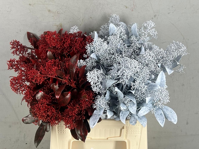 <h4>Skimmia paint frosted red/white</h4>