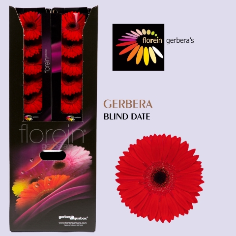 <h4>GE GR BLIND DATE Aquabox 96</h4>
