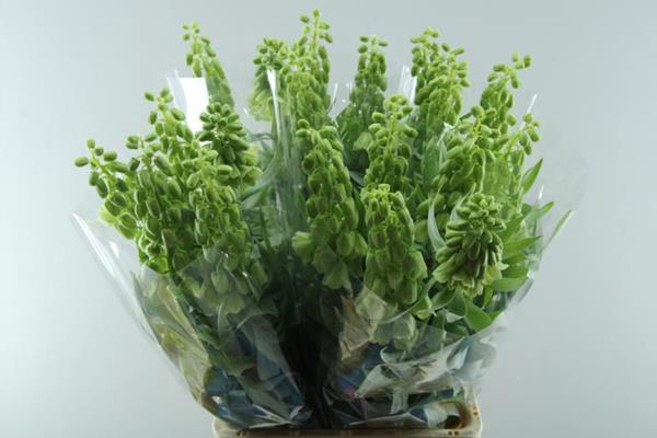 <h4>Fritillaria per ivory bells</h4>