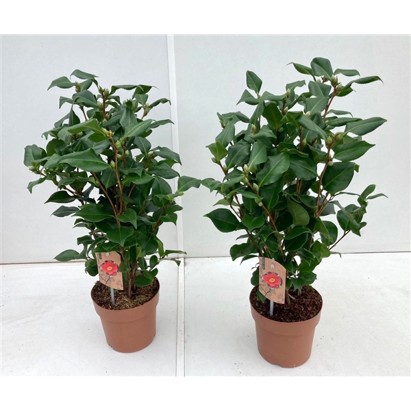 <h4>Camellia Dr King 20-25 knoppen</h4>