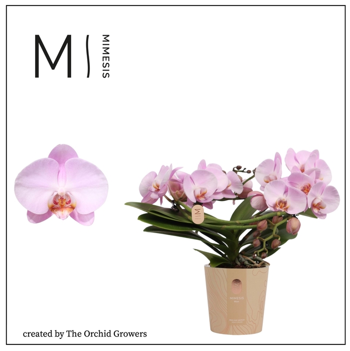 <h4>Phalaenopsis 'muse Pink'</h4>