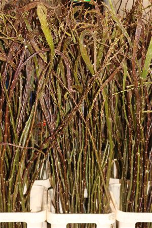 <h4>Salix bandwilg</h4>