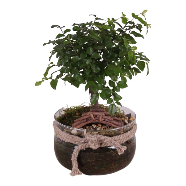 <h4>Bonsai ball-shape mixed ø15cm in vase with rope ø16cm</h4>