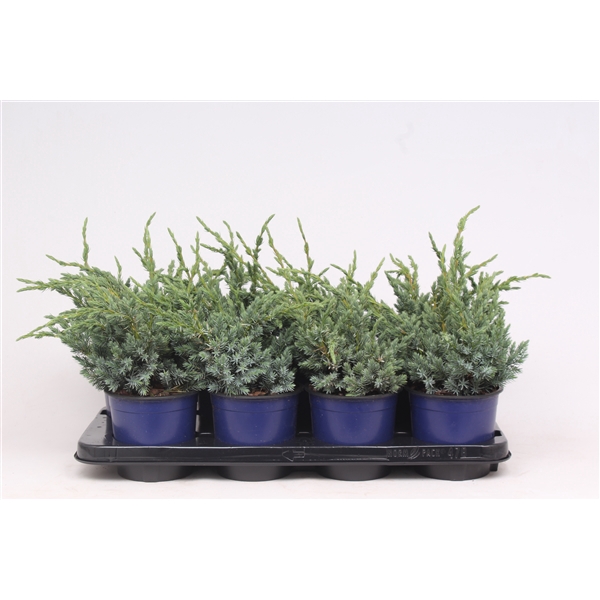<h4>Juniperus squamata 'Meyeri'</h4>