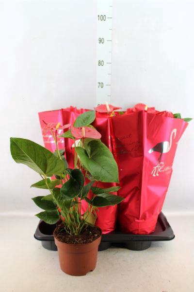 <h4>Anthurium andr. 'Aloha Red'</h4>