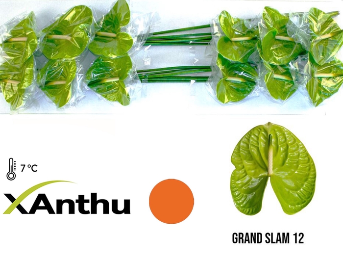 <h4>ANTH A GRAND SLAM</h4>