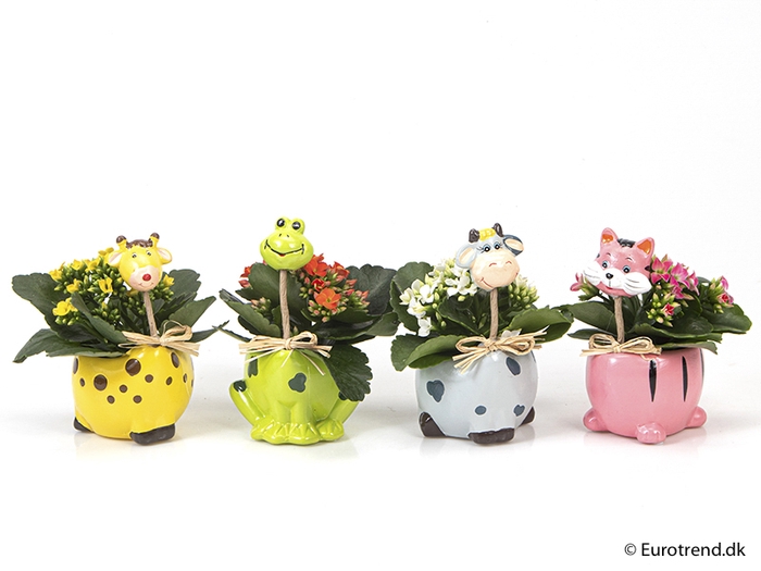 <h4>KALANCHOE BLOSSFELDIANA 'MINI' ANIMAL P6</h4>