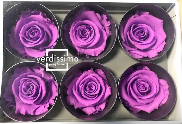 <h4>Roos standard bright lilac</h4>