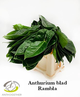 <h4>Leaf anthurium</h4>