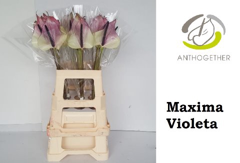 <h4>Anthurium maxima violeta</h4>