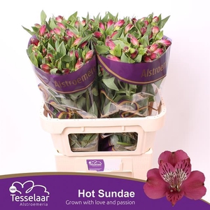 Alstroemeria hot sundae