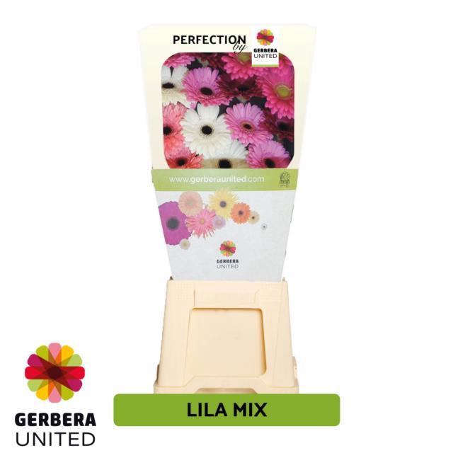 <h4>Gerbera diamond mix lilac</h4>