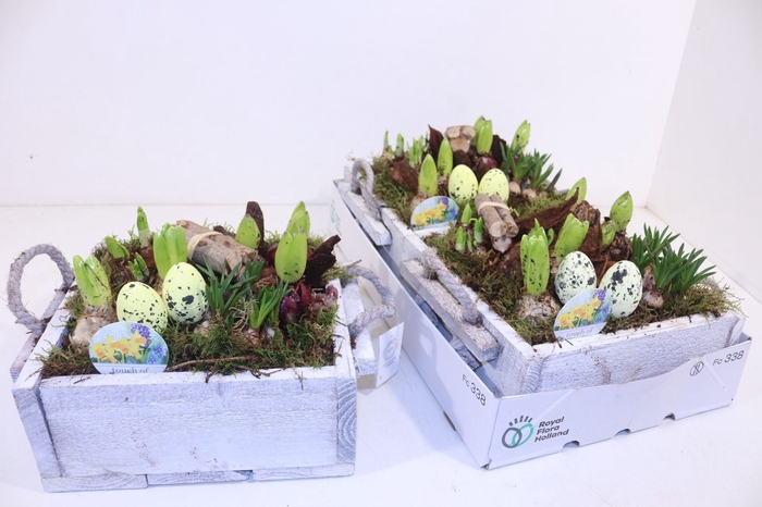 <h4>Arrangementen Bol/knolgewas</h4>