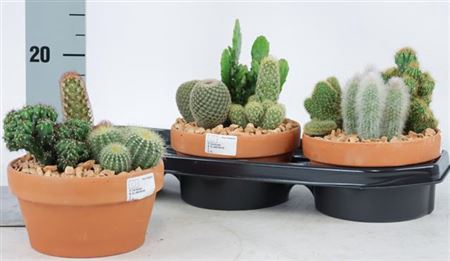 <h4>Cactus Ov</h4>